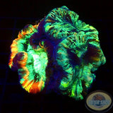 Trachyphyllia spp. „Tracy‘s Backpack“ WYSIWYG