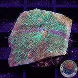 Echinophyllia spp. „Galaxy“ WYSIWYG „AD Special“