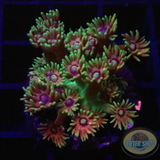 Goniopora spp. „Jurassic Flower“ AD Special