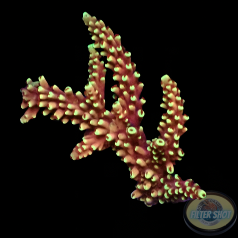 Acropora natalensis 🐉 “Dragon Breath” WYSIWYG “AD Special”
