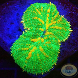 Rhodactis spp. „Sunkist“ WYSIWYG „AD Special“