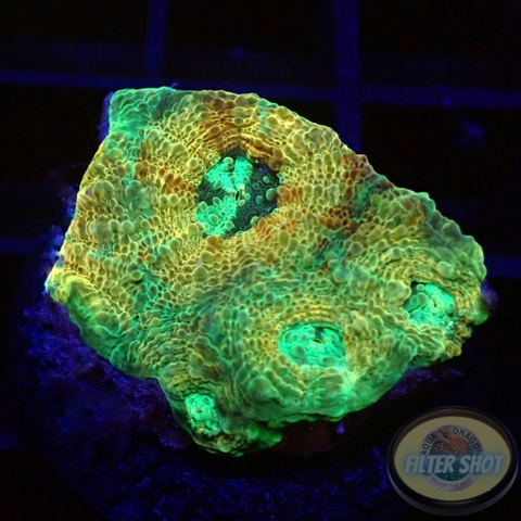 Acanthastrea echinata „Moony“ WYSIWYG