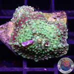 Discosoma spp. “Sugar Crush” WYSIWYG “AD Special”
