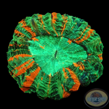 Acanthophyllia deshayesiana „Bleeding Apple“ WYSIWYG