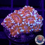 Micromussa spp. “Tiger” AD Special