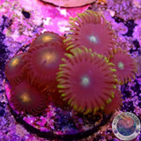 Krustenanemonen „Green Nipple“ WYSIWYG
