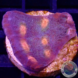 Echinophyllia spp. „Eye of Ra“