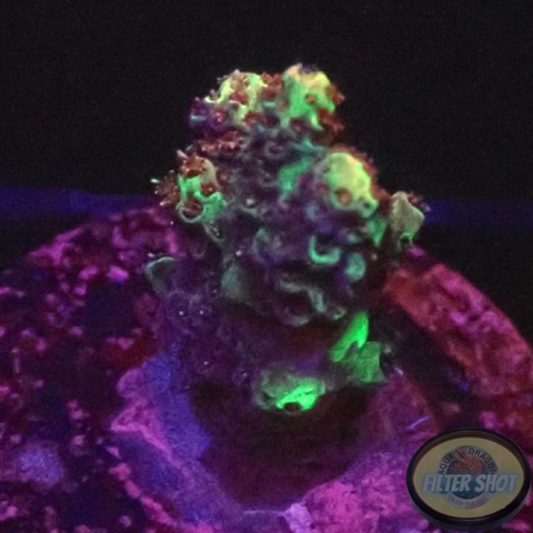 Acropora spp. „Blossom“