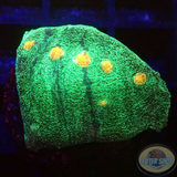 Echinophyllia spp. „Galaxy“ WYSIWYG „AD Special“