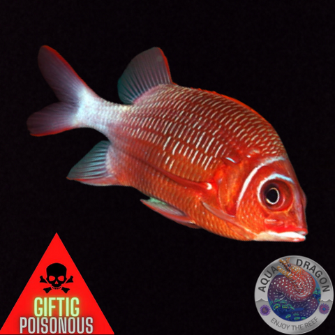 Sargocentron caudimaculatum „Silberfleck Husar“ S/M