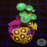 Krustenanemonen „Crazy Hornet & Friends“ WYSIWYG „AD Special“