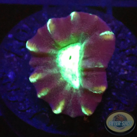 Caulastraea spp. „Toxic Mirror“