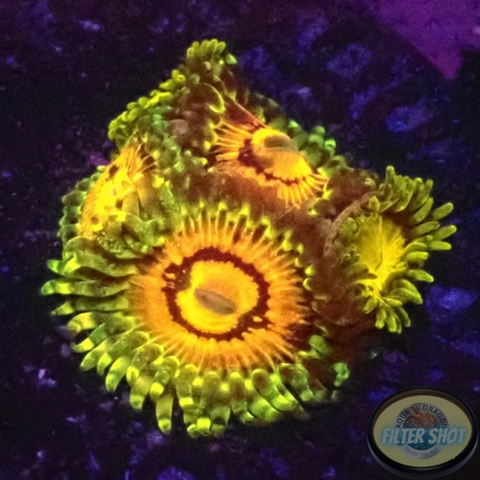Krustenanemonen „Rainbow Incinerator & King Midas“ WYSIWYG