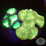 Blastomussa spp. „Gold Kryptonite“ WYSIWYG „AD Special“