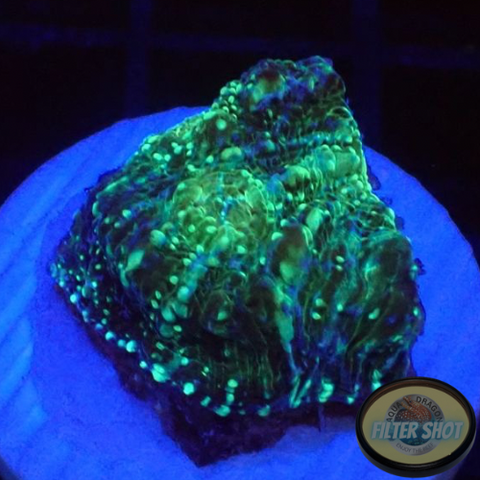 Echinophyllia spp. “Toxic Rain”