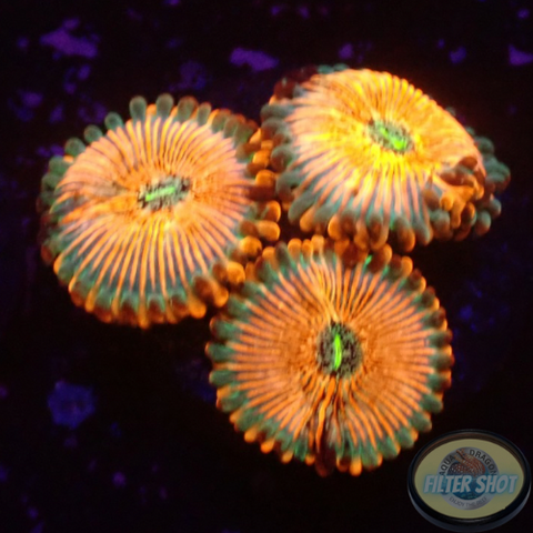 Krustenanemonen „Seduction“ WYSIWYG