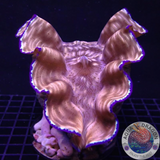 Tridacna derasa WYSIWYG