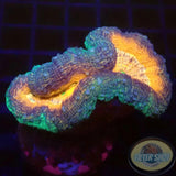 Lobophyllia spp. „Magma“ WYSIWYG