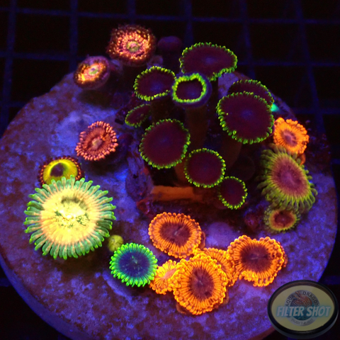 Krustenanemonen „Dragon Selection“ WYSIWYG „AD Special“