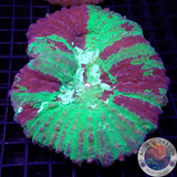 Lobopyhyllia spp. 🩸 Bleeding Apple“ 🍏 WYSIWYG