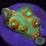 Echinophyllia spp. „Saturn Ring“ WYSIWYG „AD Special“