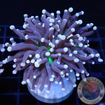 Euphyllia cristata „Jumbo Joker“