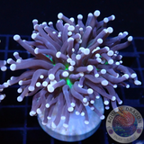 Euphyllia cristata „Jumbo Joker“