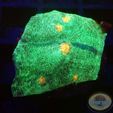Echinophyllia spp. „Galaxy“ WYSIWYG „AD Special“