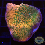Montipora spp. „Sunset“ WYSIWYG „AD Special“