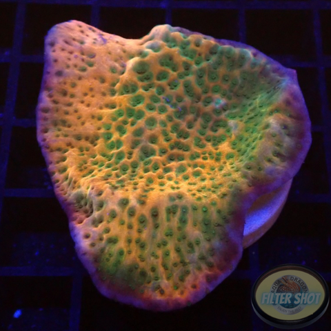 Montipora spp. „Sunset“ WYSIWYG „AD Special“
