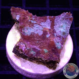 Echinophyllia spp. „Elm Street“ WYSIWYG