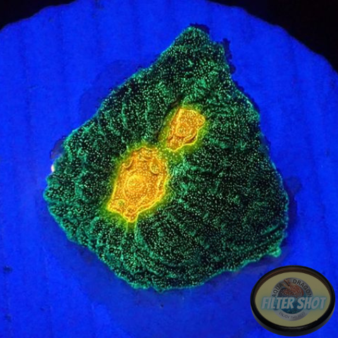 Echinophyllia spp. “Golden Boy” WYSIWYG “AD Special”