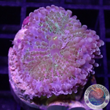 Ricordea yuma „Master Rico“ WYSIWYG „AD Special“