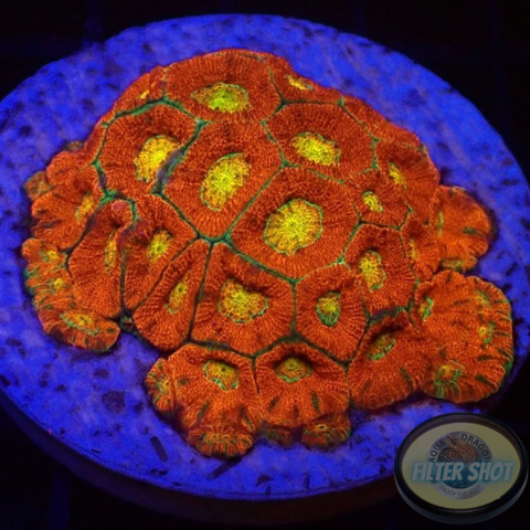 Micromussa amakusensis „Fire Gold“ WYSIWYG