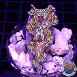 Tridacna derasa WYSIWYG