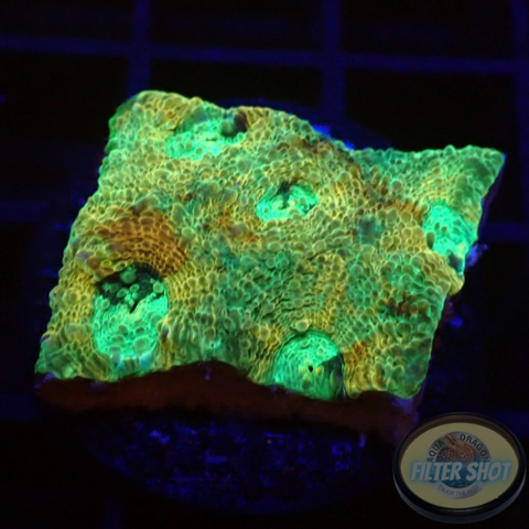 Acanthastrea echinata „Moony“ WYSIWYG
