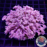 Goniopora spp. „Majesty“ WYSIWYG
