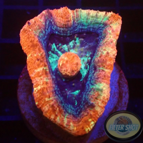 Homophyllia bowerbanki „Sicario“ WYSIWYG