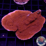 Montipota spp. „Bloody Leaf“ WYSIWYG