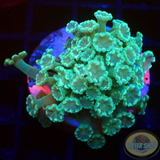 Alveopora spp. „ITTB“ WYSIWYG „AD Special“