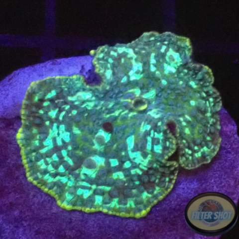 Discosoma spp. “Jaw” WYSIWYG
