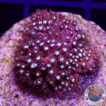 Stylocoeniella spp. “Bling Bling” WYSIWYG