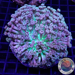 Goniopora spp. „Nuke Daisy“ WYSIWYG „AD Special“
