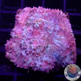 Echinophyllia spp. „Murder Case“ WYSIWYG