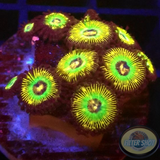 Krustenanemonen „Brazil“ 🇧🇷