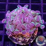 Euphyllia baliensis “Hologram”