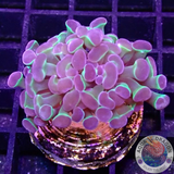 Euphyllia baliensis “Hologram”