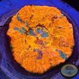 Echinophyllia spp. „Superman“ WYSIWYG