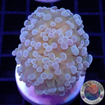 Euphyllia baliensis „Banana“