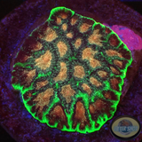 Favia spp. „Bejeweled“ WYSIWYG